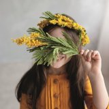Mimosa